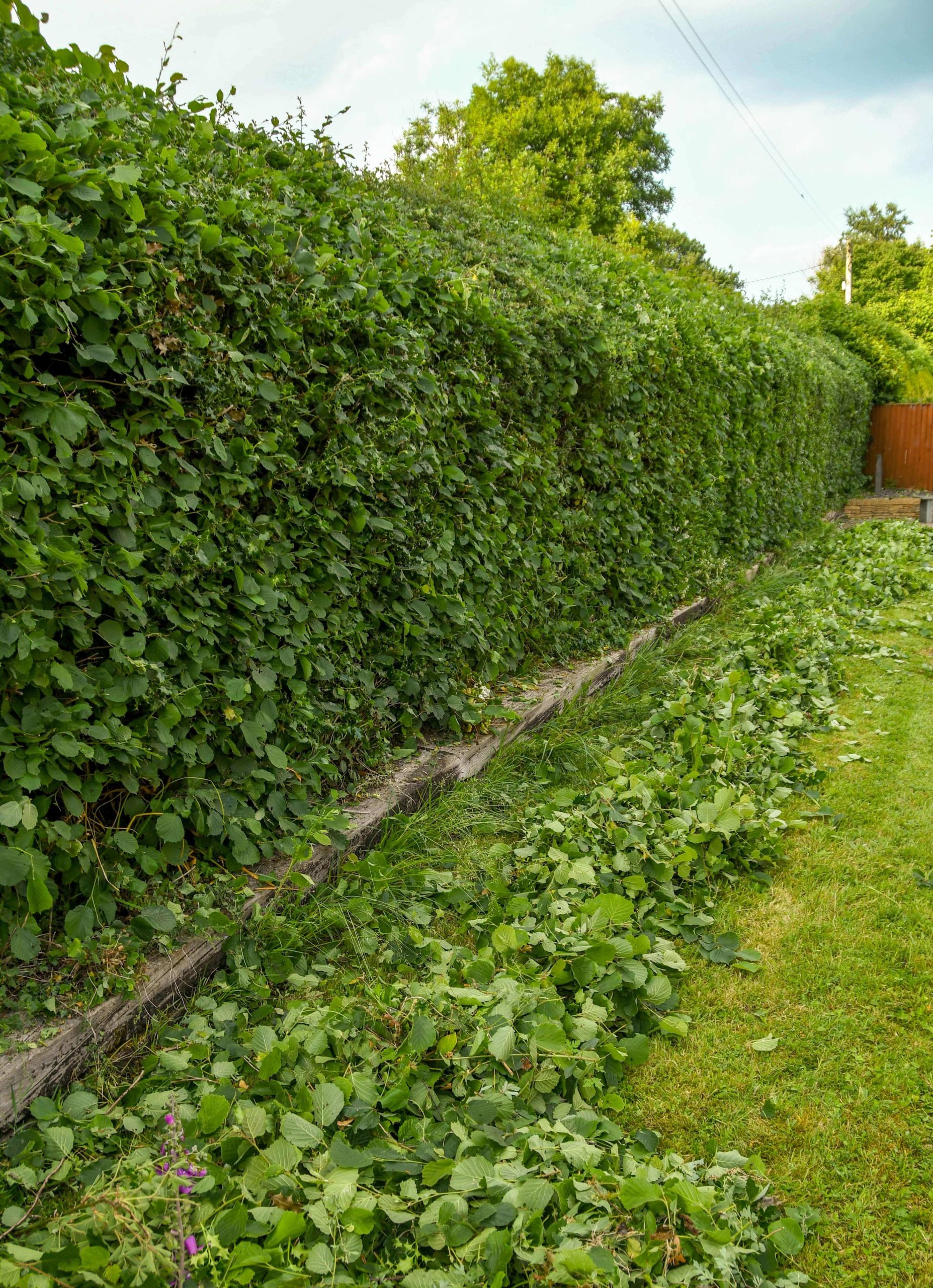 Garden Maintenance Surbiton KT6/KT5