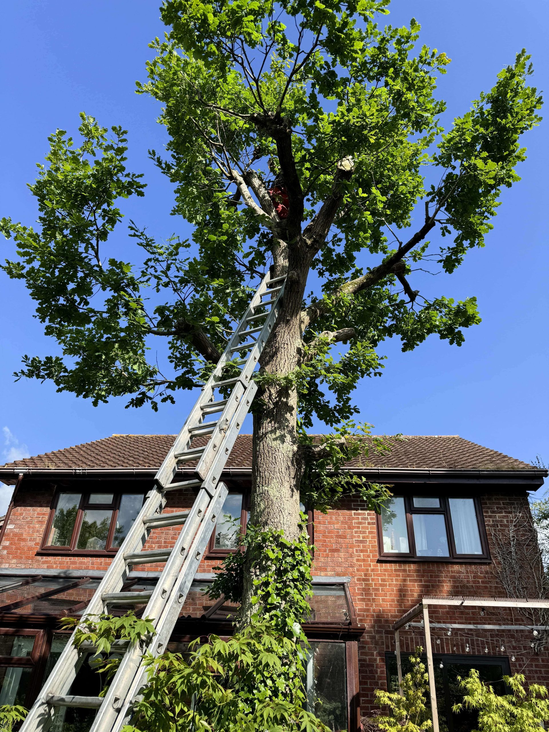 Arborists/Tree Services Surbiton KT6/KT5